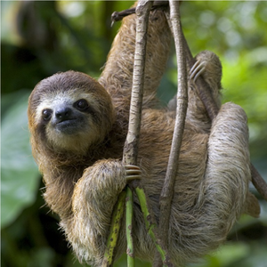Sloth-Hanging-Out_300x300